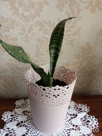 Санциеверия