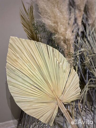 Цветы сухоцветы, пампасы