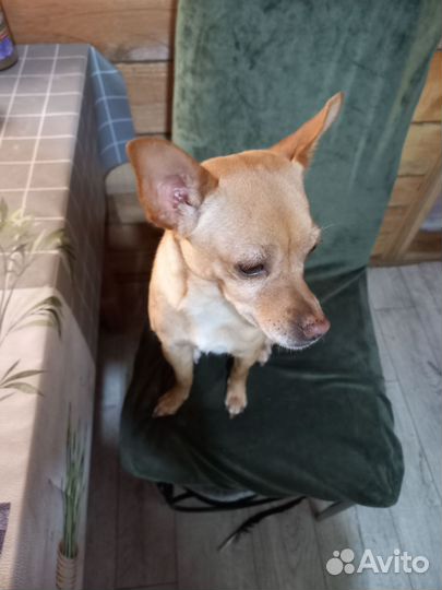 Домашние животные