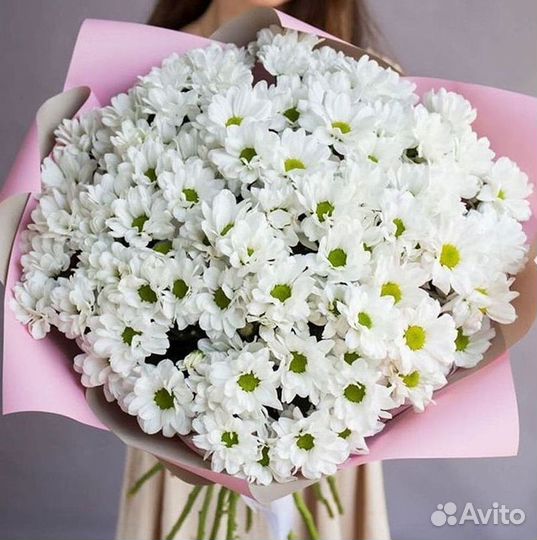 Хризантема