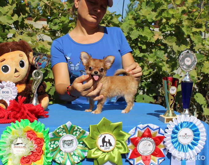 Малыши чихуахуа, длинношерстные