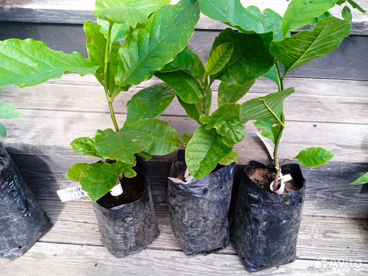 Магнолии, сирень, Ринго двулопастный