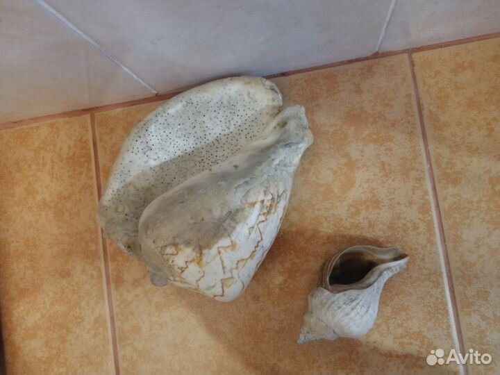 Морские ракушки