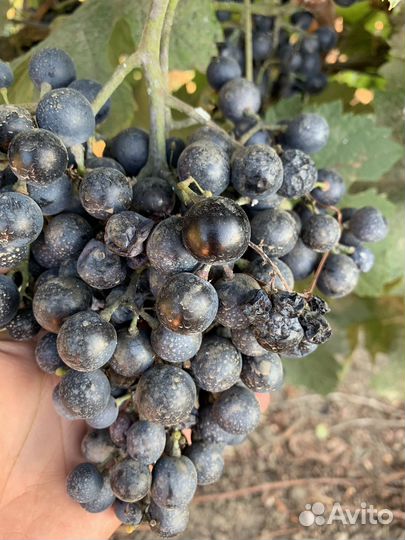 Винный виноград