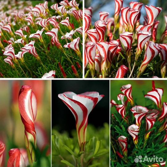 Кислица Golden Cape (Голден Кейп) (луковицы)