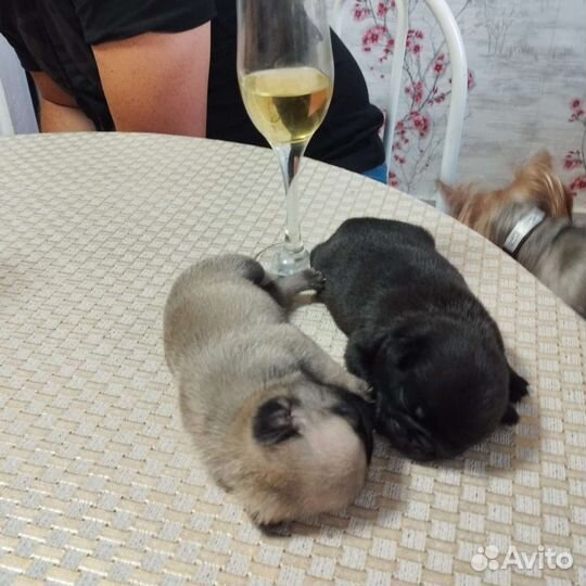 Щенки мопса