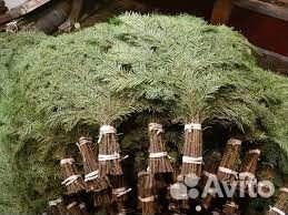 Банные веники (береза, дуб,пихта)