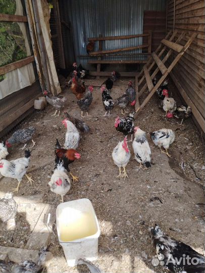 Куры Домашние и Петухи