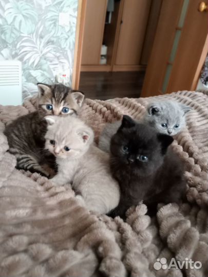 Британские котята