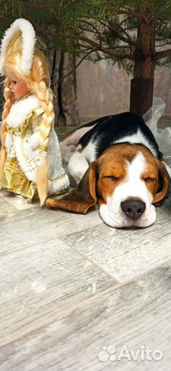 Бигль вязка