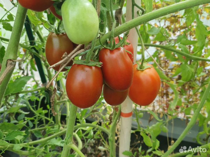 Помидоры свежие домашние
