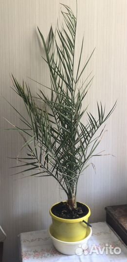 Пальма финиковая