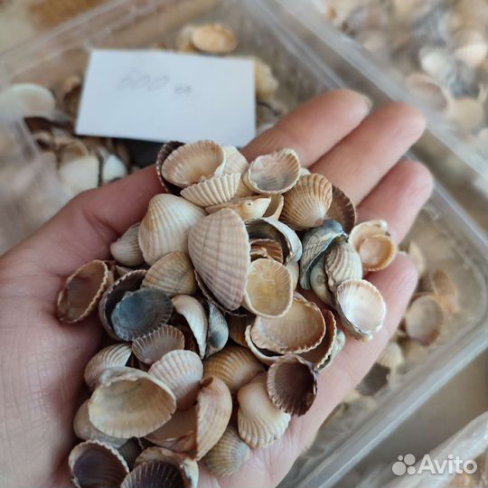 Ракушки Азовского моря