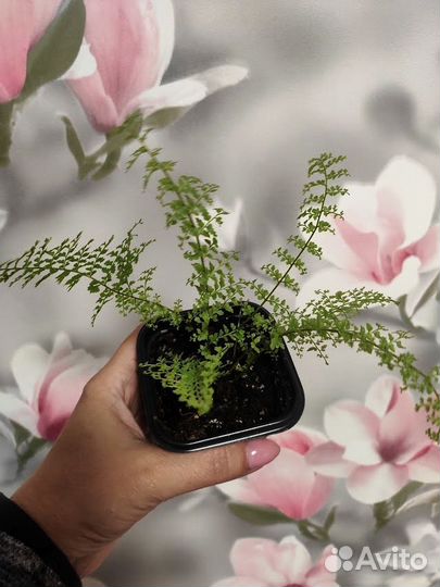 Комнатные растения. Нефролепис Глориоза