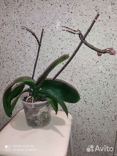 Орхидеи разные