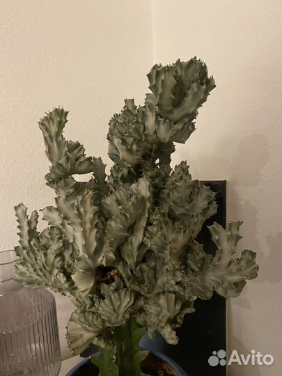 Эуфорбия кристата