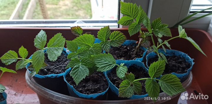 Ремонтантная малина Геракл