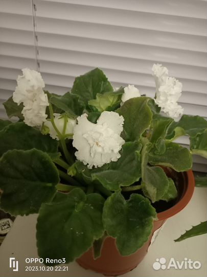 Фиалка в горшках