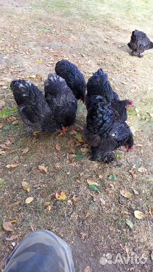 Молодые петушки