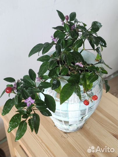 Перчик острый комнатный