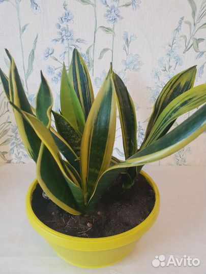 Сансевиерия голден флейм