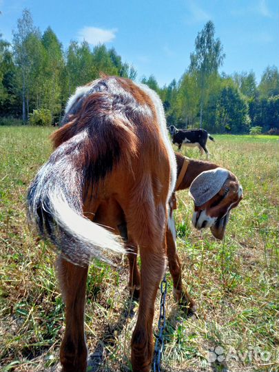 Козы, козел