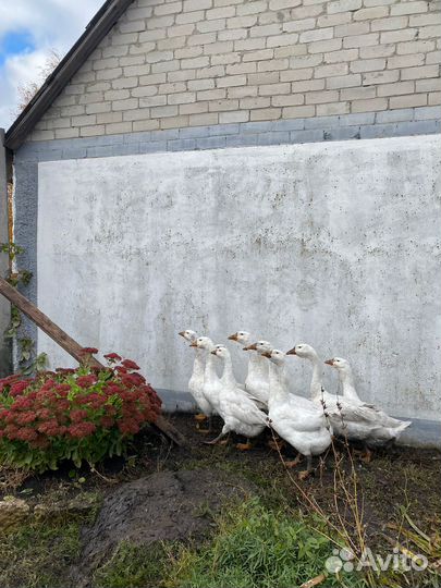 Гуси и Козы