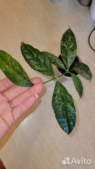 Хойя Cystiantha silver splash