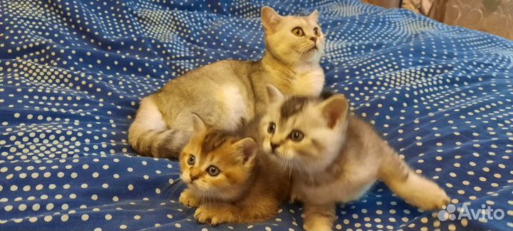 Шотландские котята