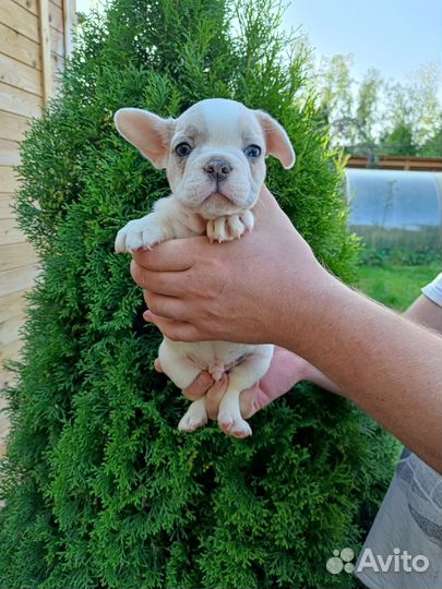 Мальчик с голубыми глазками