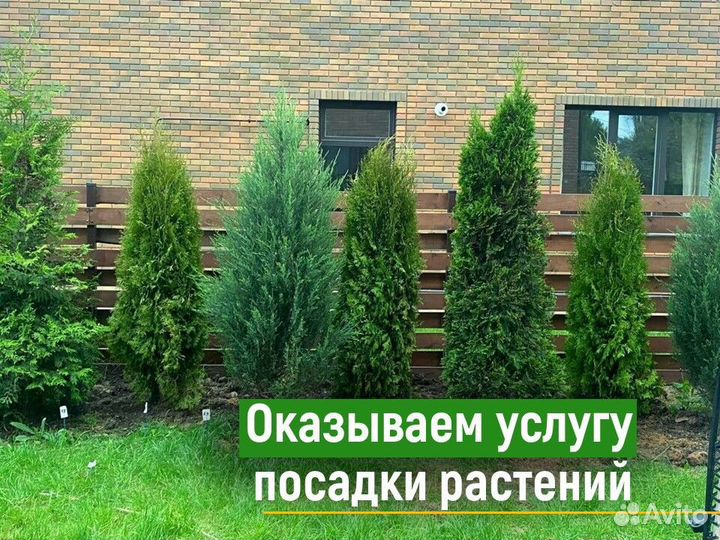 Туя брабант 120 см свежая копка 2023