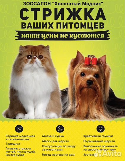 Професиональный груминг в зоосалоне