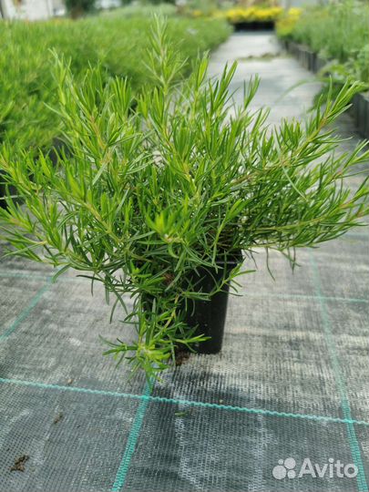 Флокс шиловидный