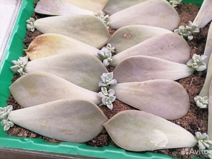 Крассулы разные виды