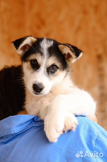 Маленькая крошка в добрые руки