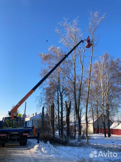 Спил деревьев