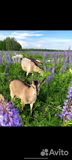 Дойные козы, альпийские