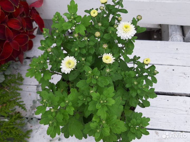 Хризантема мультифлора