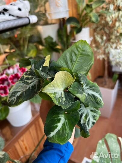 Сингониум яичница