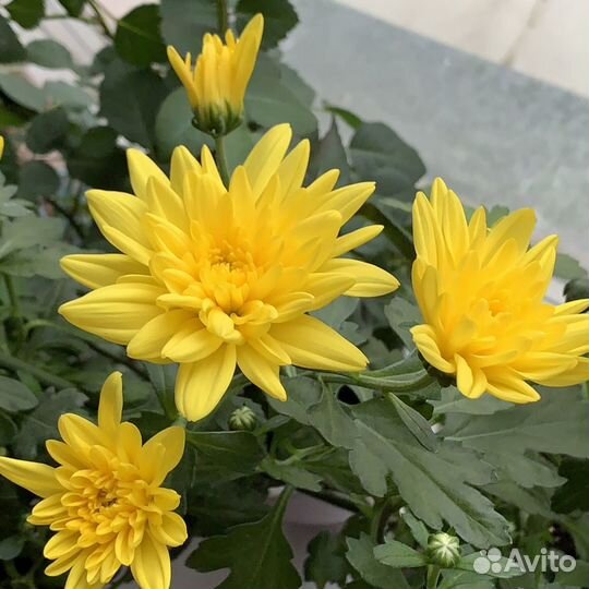 Хризантема желтая (детки)