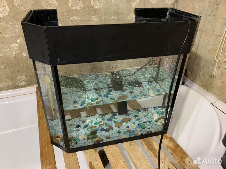 Красноухая черепаха