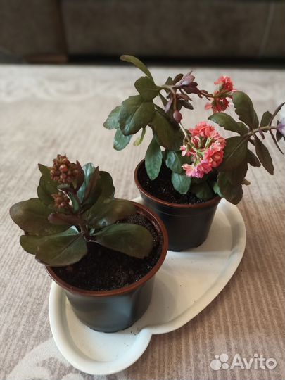 Комнатные цветы каланхоэ в стадии цветения