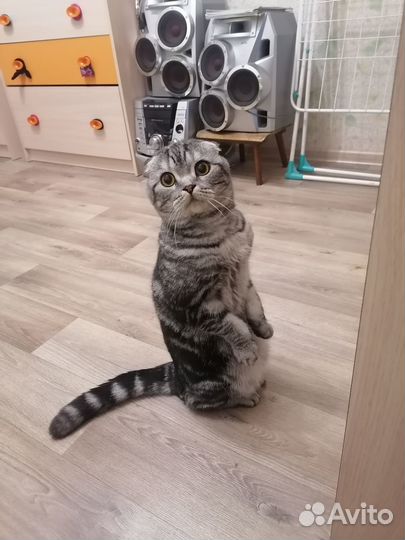 Шотландская