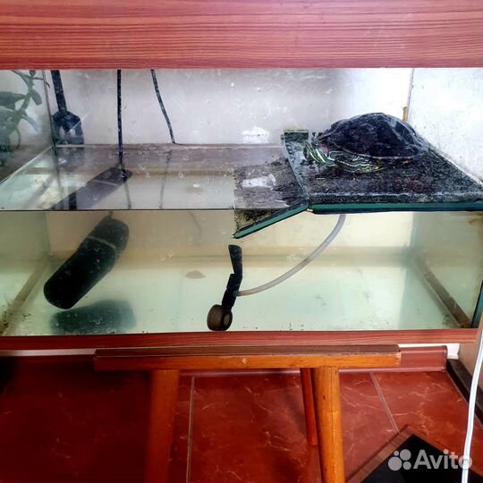 Красноухая черепаха