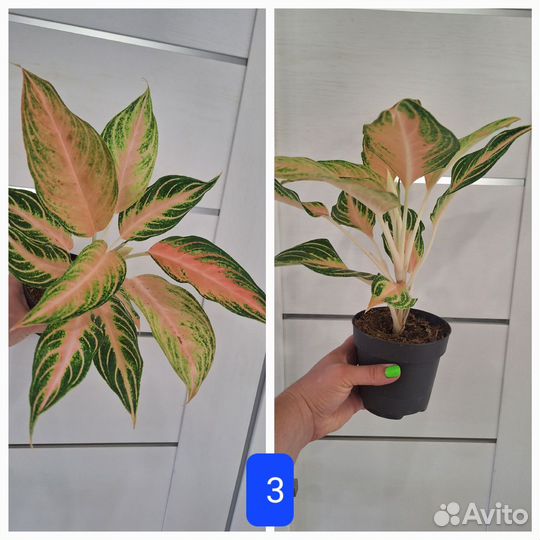 Аглаонема Пинк Панама