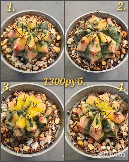 Gymnocalycium 'Carnelian'