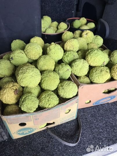 Маклюра адамово яблоко