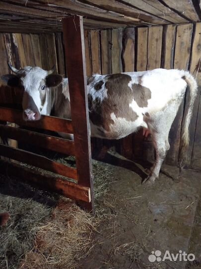 Корова дойная