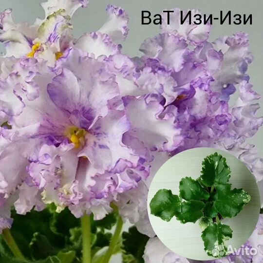 Фиалки сортовые детки, листы