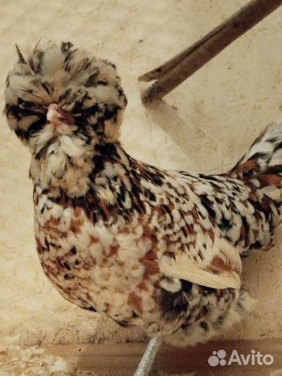 Куры Падуаны